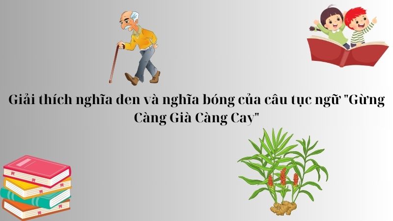 Giải thích nghĩa đen và nghĩa bóng của câu tục ngữ "Gừng Càng Già Càng Cay"