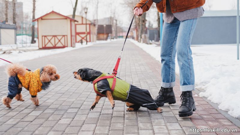 Giải thích nghĩa đen của câu tục ngữ “Chó cậy gần nhà, gà cậy gần chuồng”