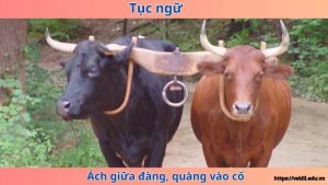 Giải thích ý nghĩa câu tục ngữ “Ách giữa đàng, quàng vào cổ”