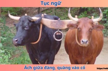 Giải thích ý nghĩa câu tục ngữ “Ách giữa đàng, quàng vào cổ”