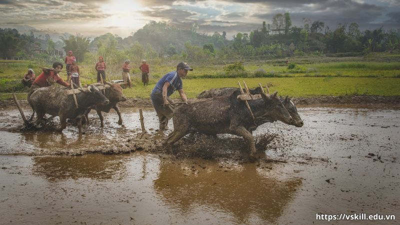 Khía cạnh lòng biết ơn và giá trị nhân văn “Nhớ ai dãi nắng dầm sương - Nhớ ai tát nước bên đường hôm nao”