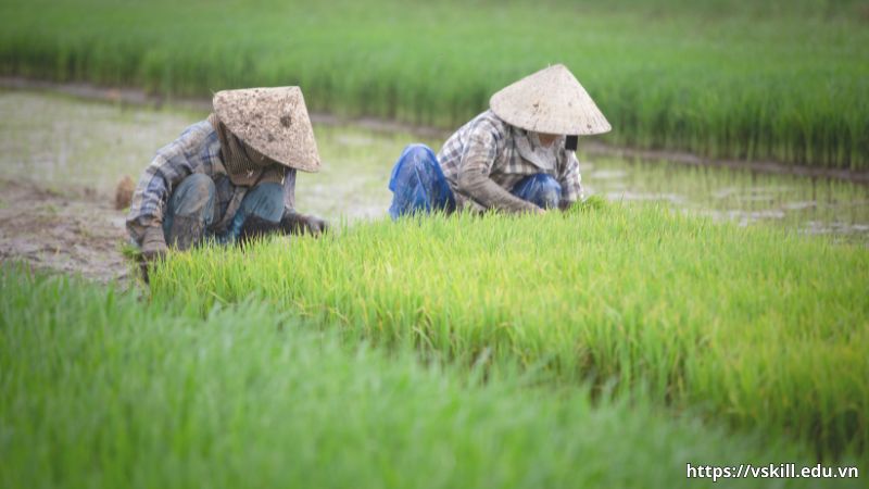 Khía cạnh tình cảm gia đình qua câu ca dao “Nhớ ai dãi nắng dầm sương - Nhớ ai tát nước bên đường hôm nao”