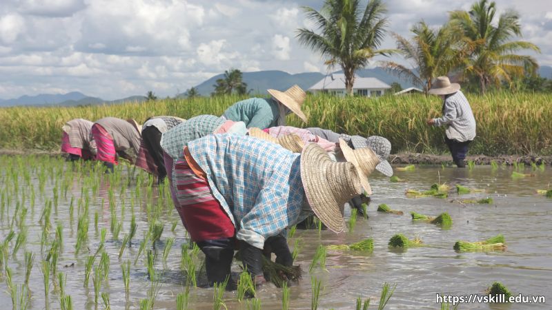 Ý nghĩa của câu ca dao qua khía cạnh tình yêu quê hương “Nhớ ai dãi nắng dầm sương - Nhớ ai tát nước bên đường hôm nao”