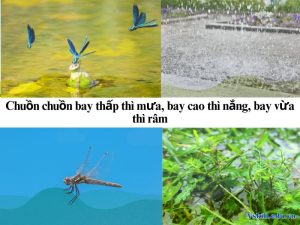 Chuồn chuồn bay thấp thì mưa, bay cao thì nắng, bay vừa thì râm