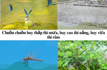 Tìm hiểu câu tục ngữ Chuồn chuồn bay thấp thì mưa hay nhất