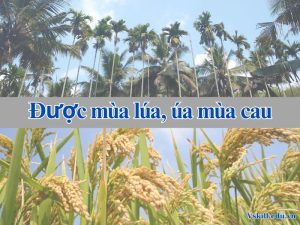 Được mùa lúa, úa mùa cau