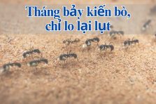 Tìm hiểu ý nghĩa câu tục ngữ Tháng bảy kiến bò, chỉ lo lại lụt