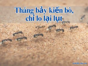Tháng bảy kiến bò, chỉ lo lại lụt